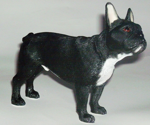 French Bulldog , schwarz
